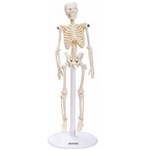 Ficha técnica e caractérísticas do produto Esqueleto Humano de 20 Cm Altura, Anatomia