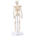Esqueleto Humano de 20 Cm Altura, Anatomia