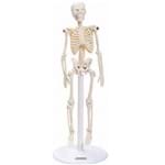 Ficha técnica e caractérísticas do produto Esqueleto Humano de 20cm Altura Anatomia