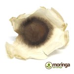 Ficha técnica e caractérísticas do produto Kit 400 Sementes de Moringa Oleifera para Plantio