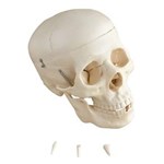 Ficha técnica e caractérísticas do produto Crânio Humano Tamanho Natural 5 Partes
