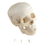 Ficha técnica e caractérísticas do produto Modelo Anatomico Cranio Humano 5 Partes