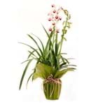 Ficha técnica e caractérísticas do produto Orquídea Cymbidium Especial Pote 17