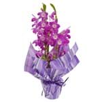 Ficha técnica e caractérísticas do produto Orquídea Dendrobium Especial Pote 17