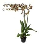 Orquídea Oncidium Pote 15
