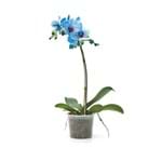 Orquídea Phalaenopsis 11 Flores Azul Pote 12