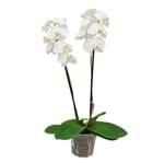 Ficha técnica e caractérísticas do produto Orquídea Phalaenopsis 2 Hastes Pote 15