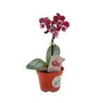 Ficha técnica e caractérísticas do produto Orquídea Phalaenopsis Mini Pote 12