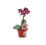Ficha técnica e caractérísticas do produto Orquídea Phalaenopsis Mini Pote 11