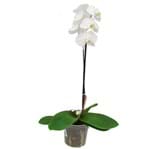 Ficha técnica e caractérísticas do produto Orquídea Phalaenopsis Pote 15