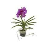 Ficha técnica e caractérísticas do produto Orquídea Vanda 1 Haste Pote 14