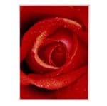 Ficha técnica e caractérísticas do produto Painel Fotográfico Floral Rosa 254x183cm