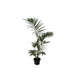 Ficha técnica e caractérísticas do produto Palmeira Areca Bambu Pote 11