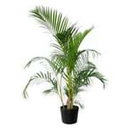 Ficha técnica e caractérísticas do produto Palmeira Areca Bambu Pote 24