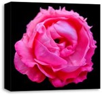 Ficha técnica e caractérísticas do produto Quadro Canvas Decorativo para Sala - uma Rosa