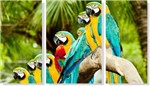 Ficha técnica e caractérísticas do produto Quadro Decorativo Pássaro Arara 3 Peças