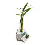 Vasinho de Vidro com Três Bambu da Sorte (Pequeno) - Relaxar e Meditar